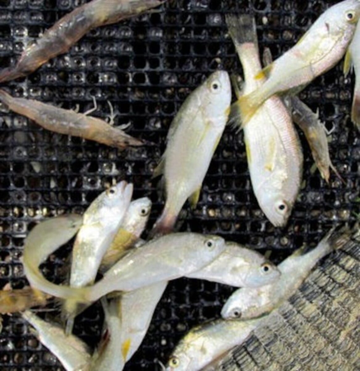 Keeping live bait healthy in Gulf Coast heat